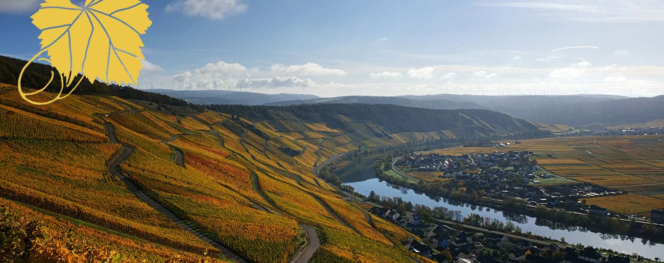 Weinberg bei Köwerich | Weingut Winnebeck