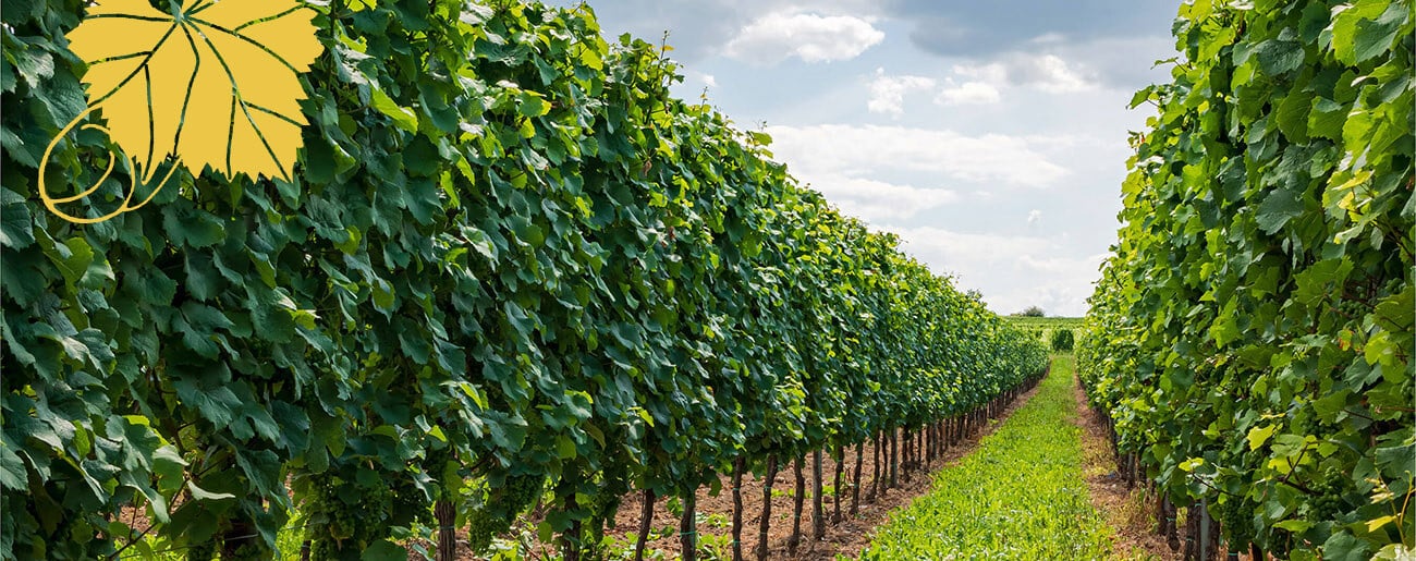 Im Weinberg | Weingut Winnebeck