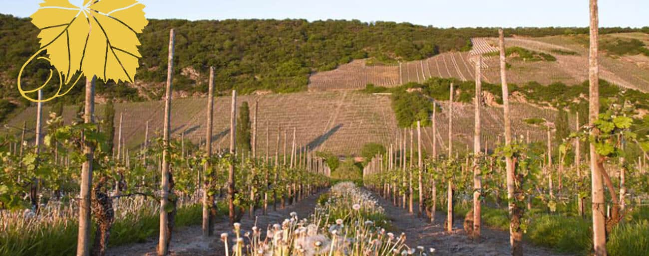 Weinberg bei Köwerich | Weingut Winnebeck