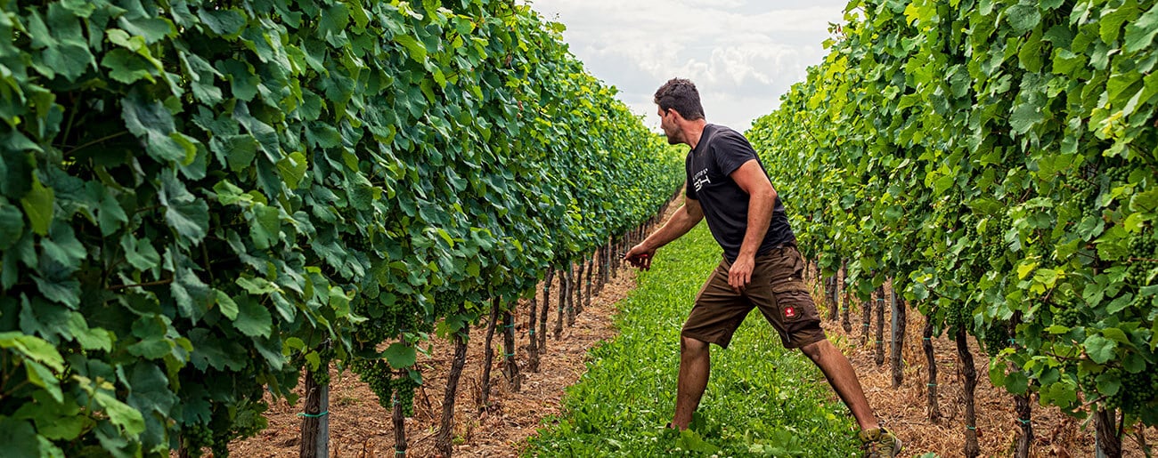 Gerrit Winnebeck | Weingut Winnebeck